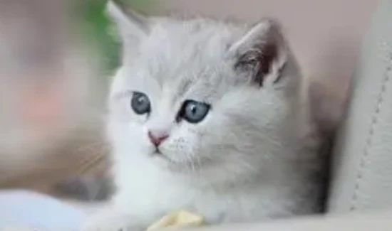 Is it normal for kittens to have bad breath?