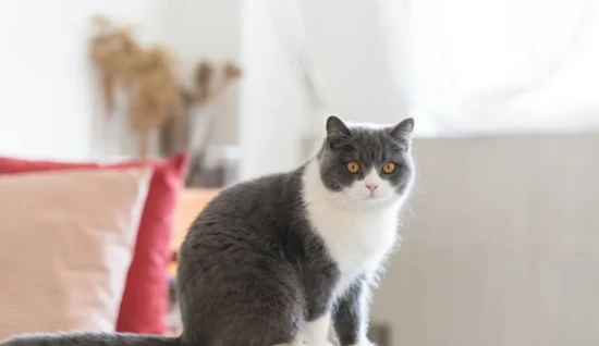 What does the kneading behavior of cats mean?