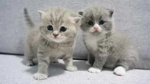 Why does my cat like to eat plastic products?