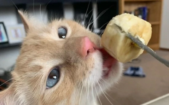 猫咪可以吃香蕉吗？一次喂多少合适？