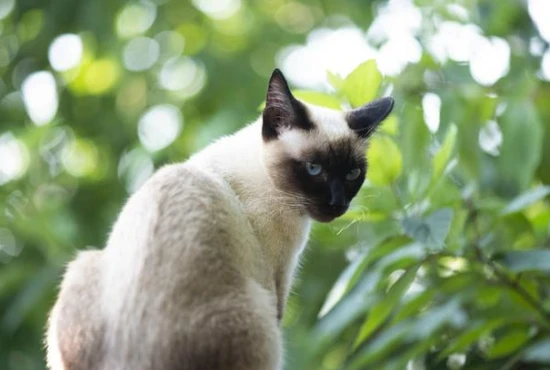 Is cat grass made from wheat?