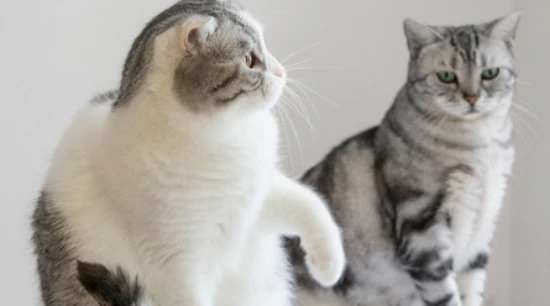 How to improve the situation when two cats are fighting?