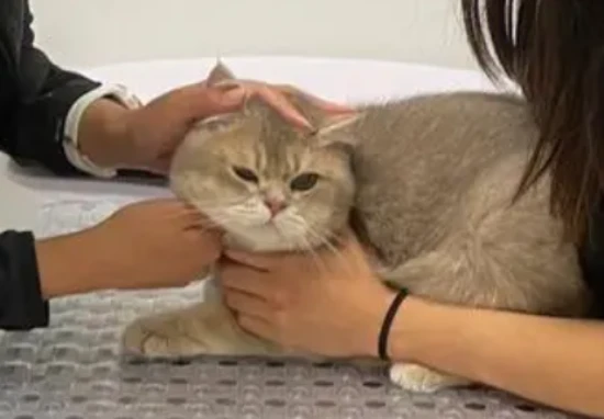 When should a cat be vaccinated?