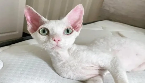 The cat was completely weak and lay there.