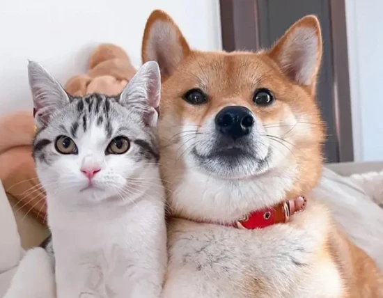 Can cats and dogs taste sweet, sour, bitter, or spicy flavors?