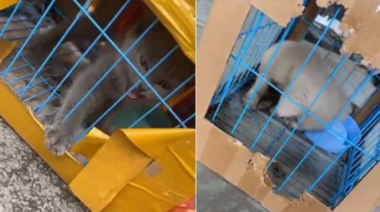 Will the delivery cat suffocate?