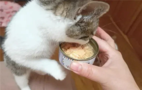 The cat ate the canned food that was just taken out of the refrigerator.