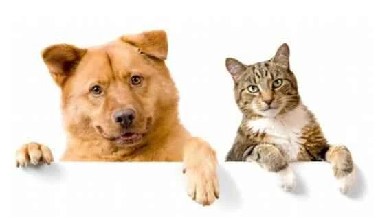 Cats' and dogs' vision for color discrimination