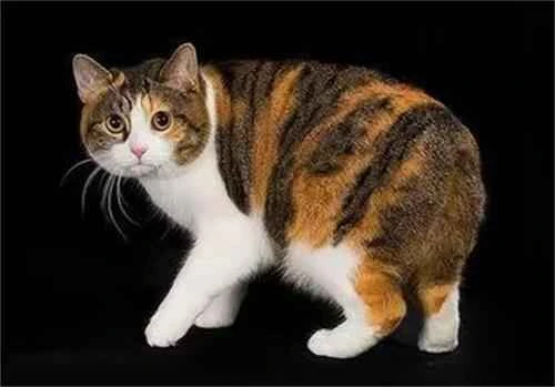 What to do if your cat keeps eating plastic bags?