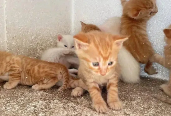 Cat running away from its nest