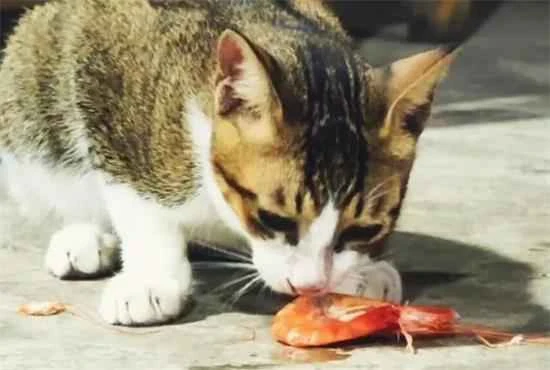 Will a cat die if it eats shrimp and vomits?