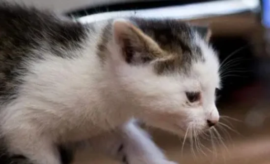 What are some reasons why cats are picky eaters?