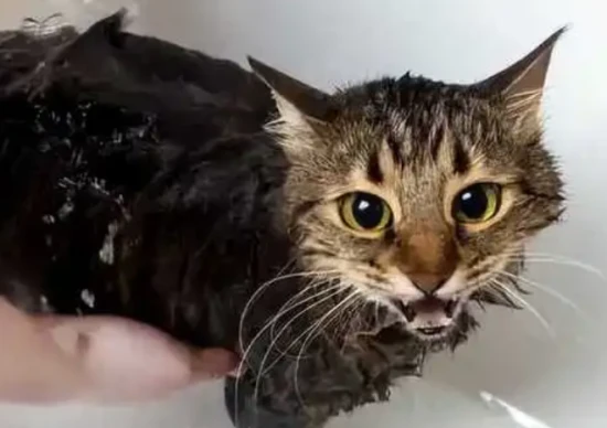 How much does it cost to bathe a cat?
