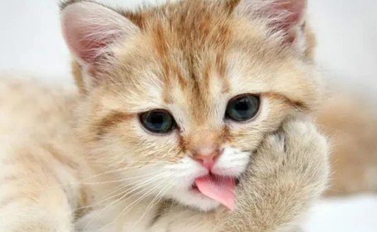 Which brand of goat milk powder is good for cats?