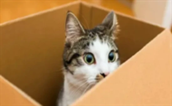 Why do cats like to crawl into cardboard boxes?