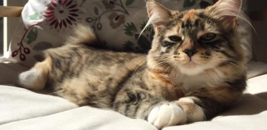 Do cats that stay at home need to be dewormed?