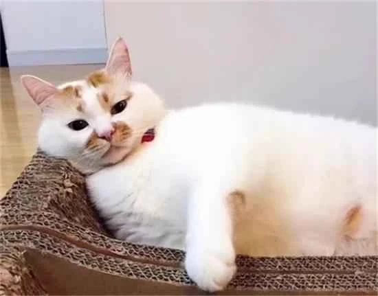 These are some types of cats that are not suitable for working people to keep; they are simply too expensive to maintain!