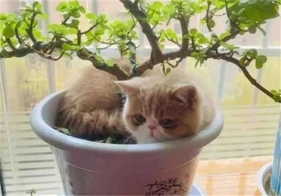 What should I do if my two-month-old kitten keeps lying on the flowerpot?