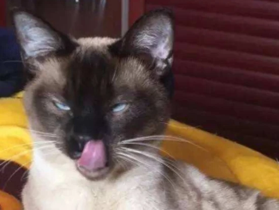 Why do Siamese cats get darker in winter? Is there any way to prevent this?
