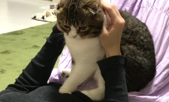 What does it mean when a cat kneads its paws?