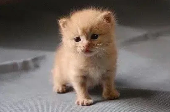 What behaviors do cats imitate from their owners?