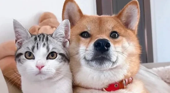 The owner in the eyes of cats and dogs