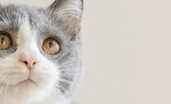 Essential Tips for Cat Owners (Beginner's Guide): The Hidden "Cat Killers" Around Us!