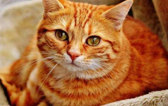 At what age can kittens have their teeth brushed?