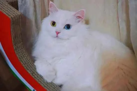 Why do cats vomit hairballs?