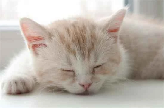 Why do cats sometimes smell like smelly cats? Have you ever been so overwhelmed by their pungent odor that your eyes welled up with tears?