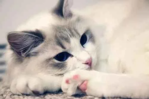 Why do cats like to sleep with their eyes covered?