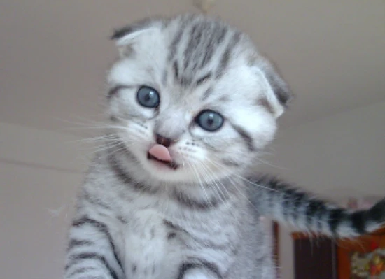 How to feed a Scottish Fold cat healthily