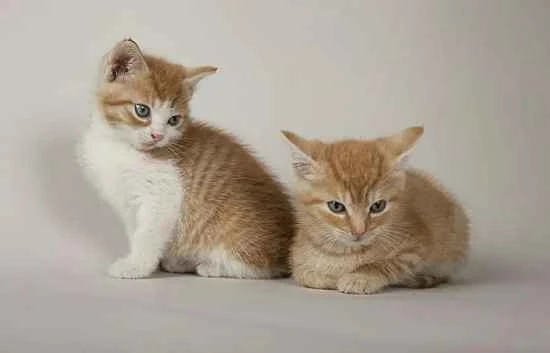 How long does it take for two cats to get along harmoniously?