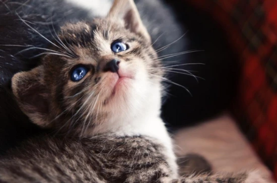 Can cats drink whole milk?