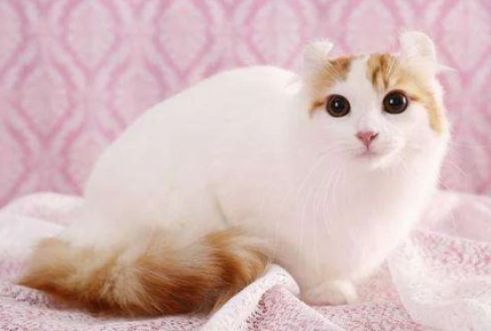 What tests are needed for a cat's check-up?