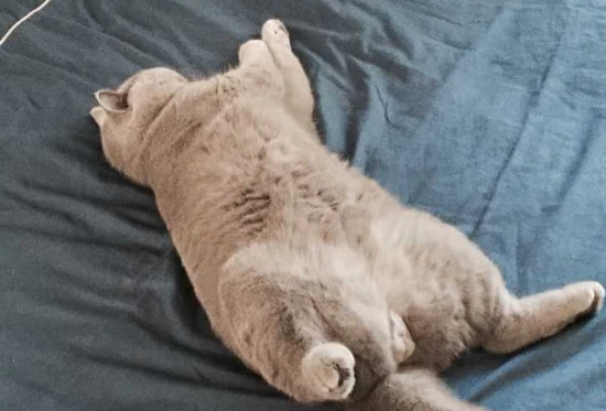 What does it mean when a cat sleeps on its back with its paws in the air?