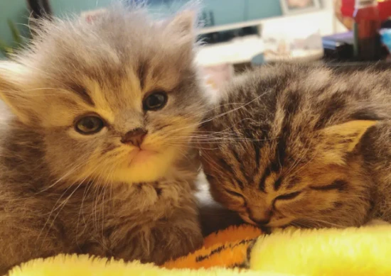 What should I do if my new kitten refuses to eat or drink after arriving home?