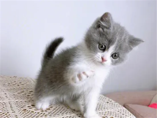 What does "mixed-breed cat" mean?