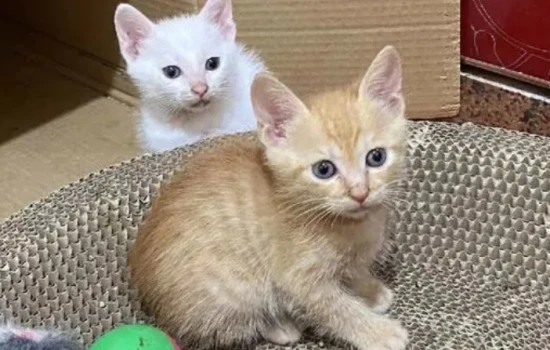 Why do cats vomit after eating raw meat?