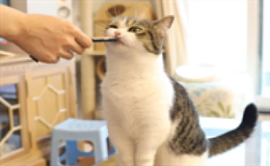 Can cats eat raw oysters?