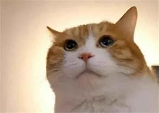 6 signs your cat misses you