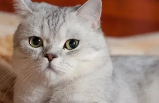 Can cats eat chives?