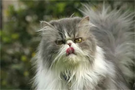 Will a cat heal itself if it gets a fishbone stuck in its throat?