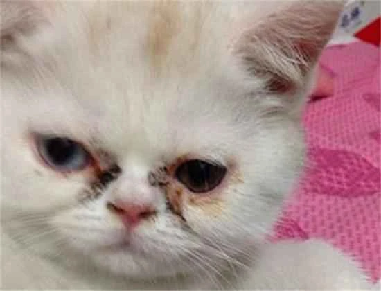 How to remove tear stains from cats?