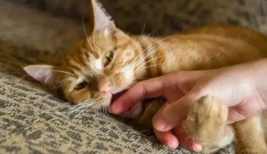 What should I do if my cat keeps biting me?