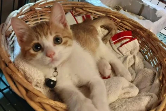 What should I do if my kitten keeps meowing in its new home?