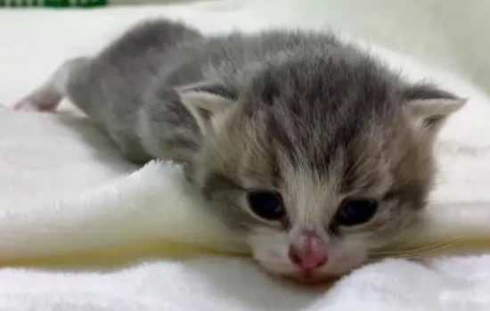 How to raise a 10-day-old kitten without its mother?