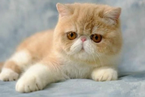 What is the personality of an Exotic Shorthair cat?