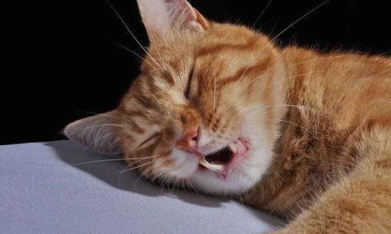 Cats breathe heavily when they sleep.