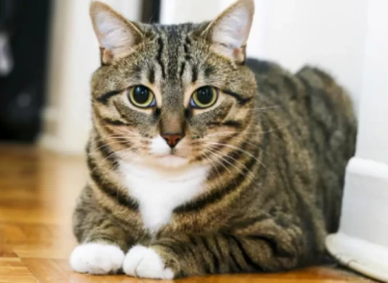 Is it okay for cats to eat canned food all the time? Can it be used as their main food?